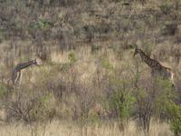 Pirschfahrt im Pilanesberg-Nationalpark, Südafrika
