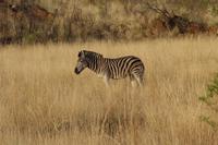 Pirschfahrt im Pilanesberg-Nationalpark, Südafrika