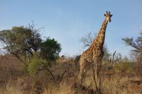 Pirschfahrt im Pilanesberg-Nationalpark, Südafrika