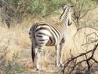 Pirschfahrt im Pilanesberg-Nationalpark, Südafrika
