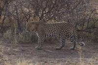 Pirschfahrt im Pilanesberg-Nationalpark, Südafrika