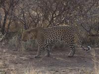 Pirschfahrt im Pilanesberg-Nationalpark, Südafrika