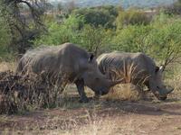 Pirschfahrt im Pilanesberg-Nationalpark, Südafrika