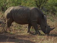 Pirschfahrt im Pilanesberg-Nationalpark, Südafrika