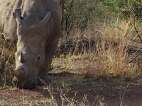 Pirschfahrt im Pilanesberg-Nationalpark, Südafrika