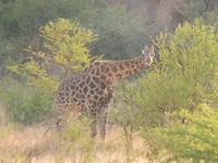 Pirschfahrt im Pilanesberg-Nationalpark, Südafrika