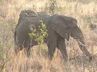 Pirschfahrt im Pilanesberg-Nationalpark, Südafrika