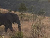 Pirschfahrt im Pilanesberg-Nationalpark, Südafrika