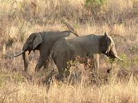 Pirschfahrt im Pilanesberg-Nationalpark, Südafrika