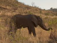 Pirschfahrt im Pilanesberg-Nationalpark, Südafrika
