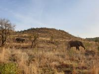 Pirschfahrt im Pilanesberg-Nationalpark, Südafrika