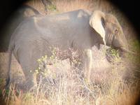 Pirschfahrt im Pilanesberg-Nationalpark, Südafrika