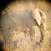 Pirschfahrt im Pilanesberg-Nationalpark, Südafrika