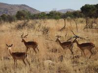 Pirschfahrt im Pilanesberg-Nationalpark, Südafrika