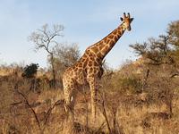 Pirschfahrt im Pilanesberg-Nationalpark, Südafrika