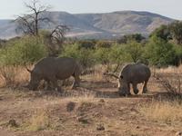 Pirschfahrt im Pilanesberg-Nationalpark, Südafrika