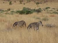Pirschfahrt im Pilanesberg-Nationalpark, Südafrika