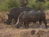 Pirschfahrt im Pilanesberg-Nationalpark, Südafrika