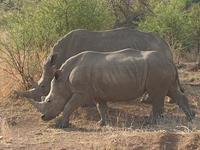 Pirschfahrt im Pilanesberg-Nationalpark, Südafrika