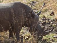 Pirschfahrt im Pilanesberg-Nationalpark, Südafrika