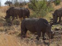 Pirschfahrt im Pilanesberg-Nationalpark, Südafrika