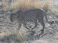 Pirschfahrt im Pilanesberg-Nationalpark, Südafrika