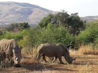 Pirschfahrt im Pilanesberg-Nationalpark, Südafrika