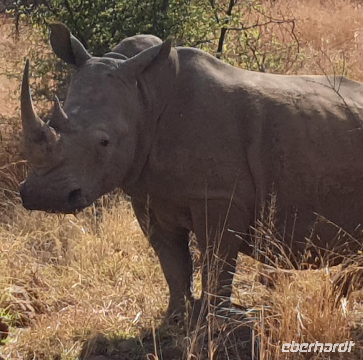 Pirschfahrt im Pilanesberg-Nationalpark, Südafrika