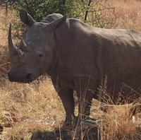 Pirschfahrt im Pilanesberg-Nationalpark, Südafrika