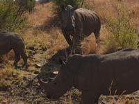 Pirschfahrt im Pilanesberg-Nationalpark, Südafrika