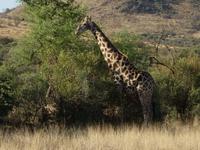 Pirschfahrt im Pilanesberg-Nationalpark, Südafrika
