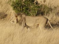 Pirschfahrt im Pilanesberg-Nationalpark, Südafrika