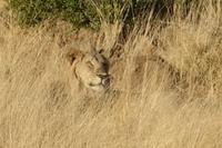 Pirschfahrt im Pilanesberg-Nationalpark, Südafrika
