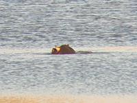 Pirschfahrt im Pilanesberg-Nationalpark, Südafrika