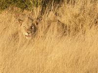 Pirschfahrt im Pilanesberg-Nationalpark, Südafrika