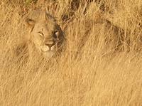 Pirschfahrt im Pilanesberg-Nationalpark, Südafrika