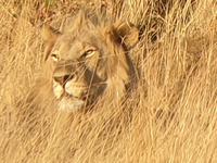 Pirschfahrt im Pilanesberg-Nationalpark, Südafrika