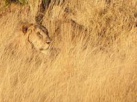 Pirschfahrt im Pilanesberg-Nationalpark, Südafrika