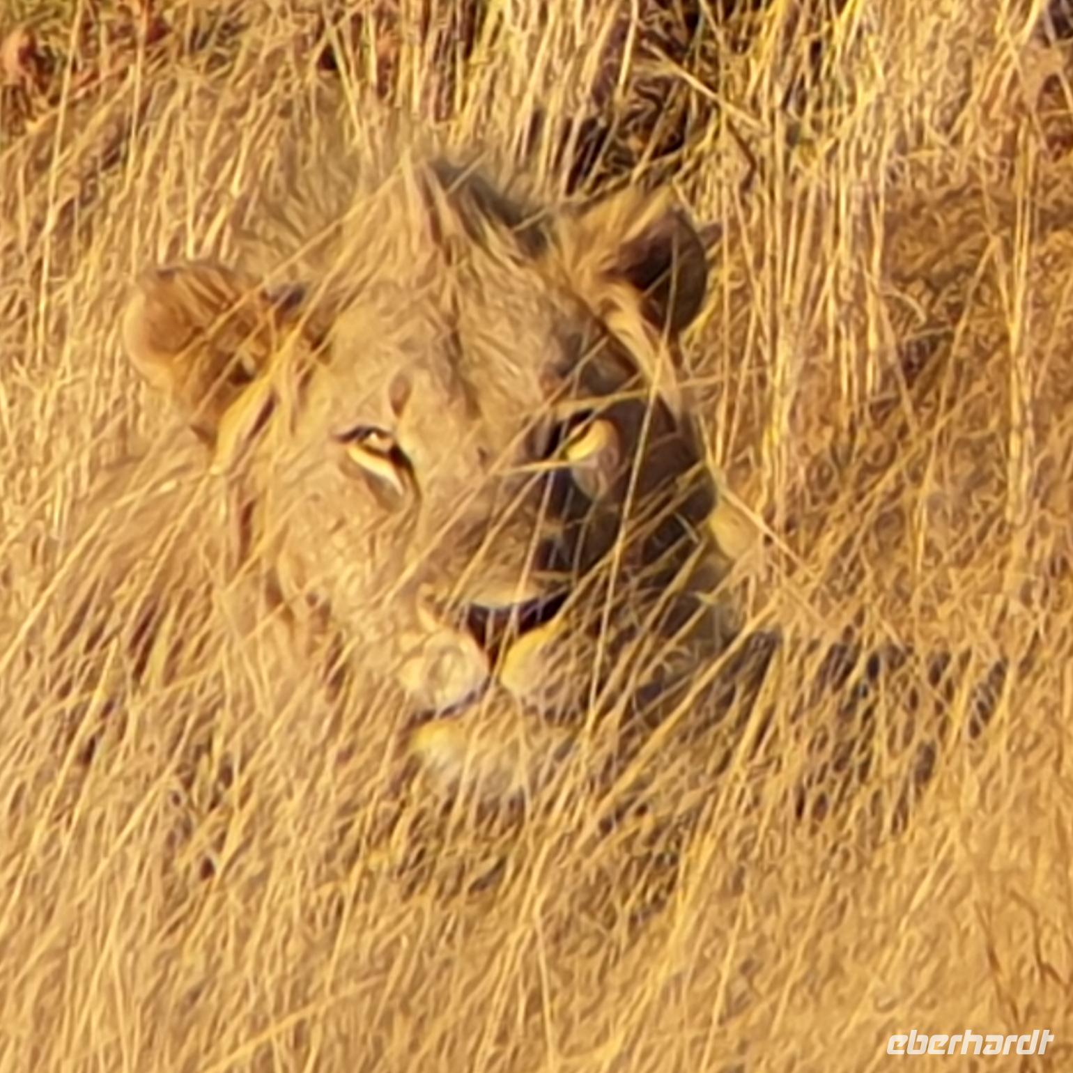 Pirschfahrt im Pilanesberg-Nationalpark, Südafrika