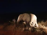 Pirschfahrt im Pilanesberg-Nationalpark, Südafrika