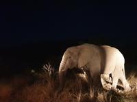 Pirschfahrt im Pilanesberg-Nationalpark, Südafrika