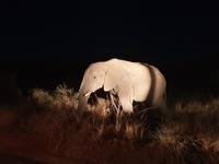 Pirschfahrt im Pilanesberg-Nationalpark, Südafrika