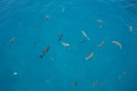 Katamaran-Tour durch das Great Barrier Reef