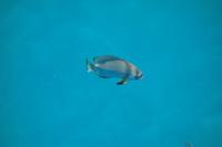 Katamaran-Tour durch das Great Barrier Reef