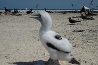 Katamaran-Tour durch das Great Barrier Reef