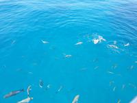 Katamaran-Tour durch das Great Barrier Reef