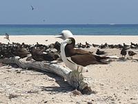 Katamaran-Tour durch das Great Barrier Reef