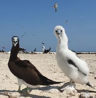 Katamaran-Tour durch das Great Barrier Reef
