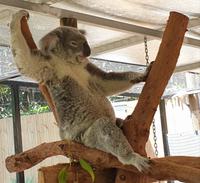 Kuranda bei Cairns