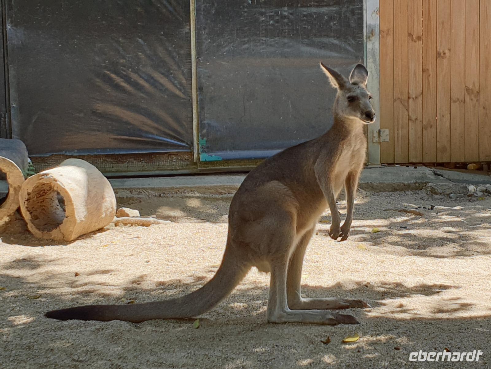 Kuranda bei Cairns